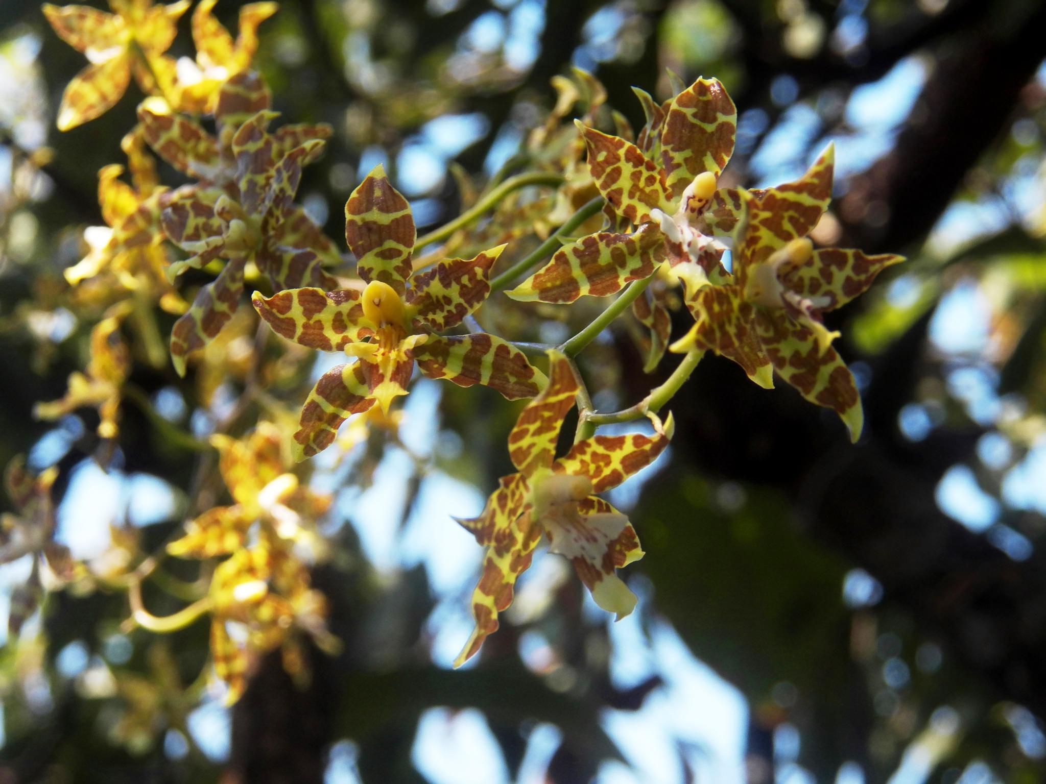 Oncidium hintonii